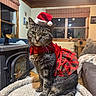 cat, tabby_cat, santa_hat, christmas, holiday, pet, animal, furry, whiskers, green_eyes, red_costume, tartan, bow_tie, sitting, portrait, indoors, living_room, cozy, pet_bed, fireplace