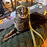 cat, tabby_cat, pet, animal, portrait, indoors, living_room, blanket, cozy, ribbon, striped_ribbon, green_eyes, whiskers, ears, sitting, lying_down, wooden_table, rug, furniture, warm_lighting