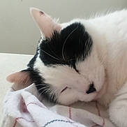 Pitchoune participe au concours pour gagner de l'argent avec cette photo : cat, sleeping, black_and_white, fur, close_up, cozy, resting, pet, animal, indoor, soft, blanket, whiskers, cute, relaxed, nap, face, ear, nose, feline