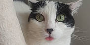 Pitchoune participe au concours pour gagner de l'argent avec cette photo : cat, black_and_white, green_eyes, tongue_out, pet, feline, whiskers, indoor, soft_texture, cat_tree, curious, close_up, cute, animal, domestic, fur, playful, relaxed, portrait, ears