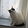 Pitchoune participe au concours pour gagner de l'argent avec cette photo : cat, black_and_white, windowsill, curtain, indoor, pet, feline, curious, tilted_head, soft_light, polka_dot, cozy, window, domestic_animal, sitting, fluffy, white, black, calm, portrait