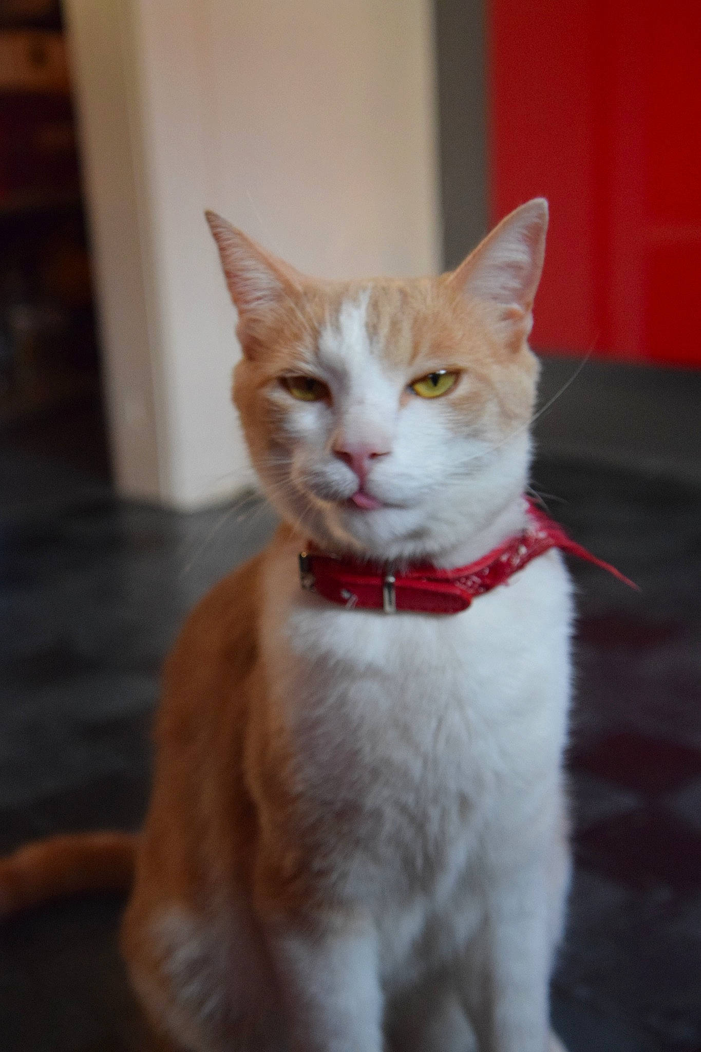 Lolo a rejoint le concours — aidez-le/la à gagner de superbes lots ! aegean_cat, asian, carnivore, cat, domestic_short_haired_cat, european_shorthair, fawn, felidae, fur, kitten, mammal, small_to_medium_sized_cats, tabby_cat, turkish_van, vertebrate, whiskers