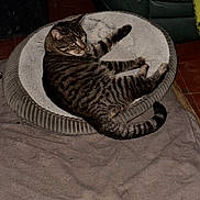 Flash a rejoint le concours — aidez-le/la à gagner de superbes lots ! cat, tabby, pet_bed, blanket, feline, striped, indoor, relaxed, animal, resting, fur, tail, ears, whiskers, cozy, sleeping_area, floor, home, comfort, domestic