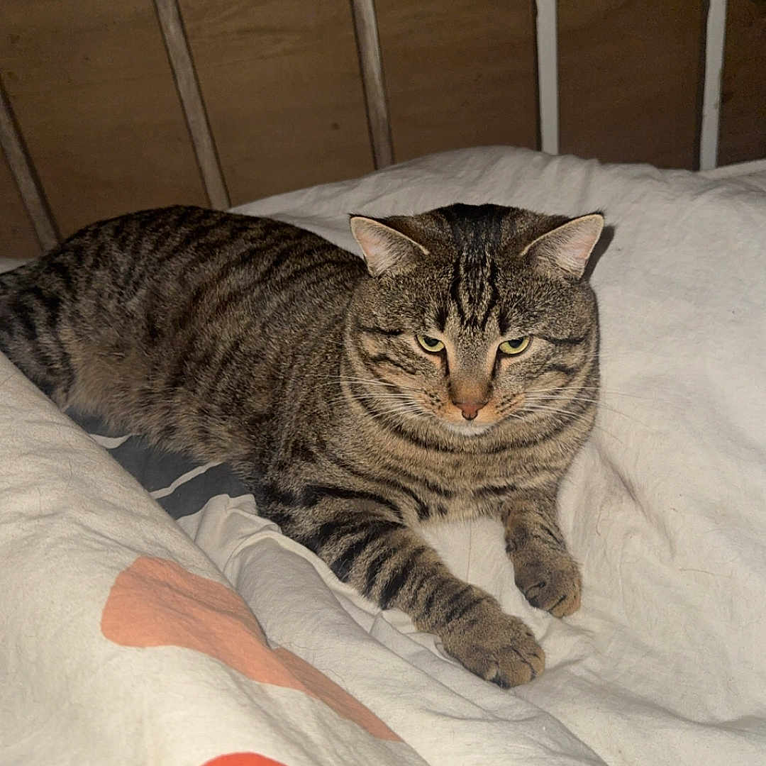 Flash a rejoint le concours — aidez-le/la à gagner de superbes lots ! tabby_cat, cat, pet, animal, indoor, bed, blanket, striped, feline, resting, cozy, domestic_cat, fur, whiskers, ears, paws, sleepy, household, comfort, relaxed