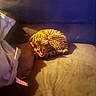 Flash participe au concours pour gagner de l'argent avec cette photo : cat, tabby, couch, pillow, indoor, cozy, pet, feline, fur, striped, resting, curled_up, warm_light, blanket, relaxing, domestic_animal, soft_texture, household, animal, comfort