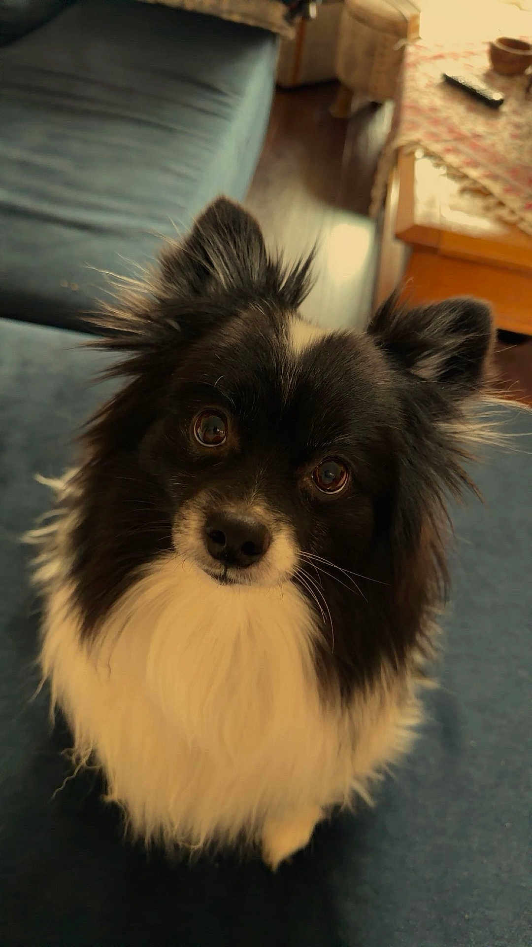 Bobo is registered to the contest to win money with this photo: dog, pet, portrait, close_up, fluffy, fur, black_and_white, eyes, looking_at_camera, cute, indoors, sofa, couch, nose, whiskers, companion, small_dog, furniture, wood_floor, household