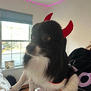 Bobo joined the competition — help win amazing prizes! dog, pet, devil_horns, costume, black_and_white_fur, close_up, portrait, big_eyes, whiskers, indoor, window, hand_holding, blanket, bedroom, led_lights, wooden_floor, fur, cute, small_dog, owner