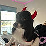 dog, pet, devil_horns, costume, black_and_white_fur, close_up, portrait, big_eyes, whiskers, indoor, window, hand_holding, blanket, bedroom, led_lights, wooden_floor, fur, cute, small_dog, owner