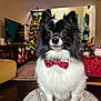 Bobo joined the competition — help win amazing prizes! dog, pomeranian, bow_tie, red_bow_tie, pet, indoor, christmas_tree, holiday_lights, stockings, living_room, sofa, ottoman, fluffy, black_and_white, portrait, sitting, ears, eyes, decorations, festive