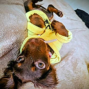 Peanuts joined the competition — help win amazing prizes! dog, puppy, yellow_hoodie, lying_down, blanket, brown_fur, pet, cute, small_dog, ears, indoor, cozy, looking_up, fur, animal, domestic_animal, resting, soft_texture, adorable, relaxed