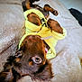 dog, puppy, yellow_hoodie, lying_down, blanket, brown_fur, pet, cute, small_dog, ears, indoor, cozy, looking_up, fur, animal, domestic_animal, resting, soft_texture, adorable, relaxed