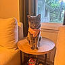 cat, orange_sweater, wooden_table, board_games, uno, mancala, cushioned_chair, window, indoor, cozy, gray_cat, pet, furniture, curtains, daylight, home, tabletop, animal, seated, calm