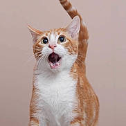 Lucky joined the competition — help win amazing prizes! cat, orange_cat, white_fur, wide_eyes, open_mouth, curious, pet, animal, whiskers, tail_up, indoor, feline, cute, surprised, portrait, closeup, fur, domestic_cat, alert, standing