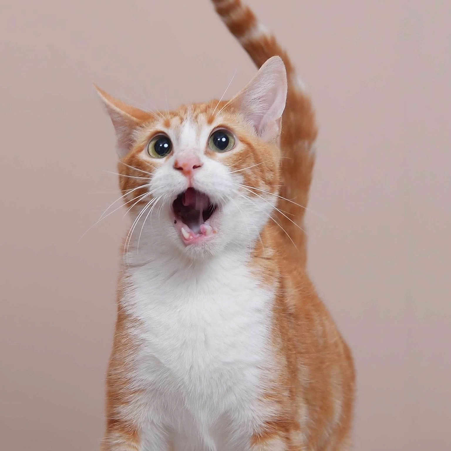 Lucky joined the competition — help win amazing prizes! alert, animal, cat, closeup, curious, cute, domestic_cat, feline, fur, indoor, open_mouth, orange_cat, pet, portrait, standing, surprised, tail_up, whiskers, white_fur, wide_eyes