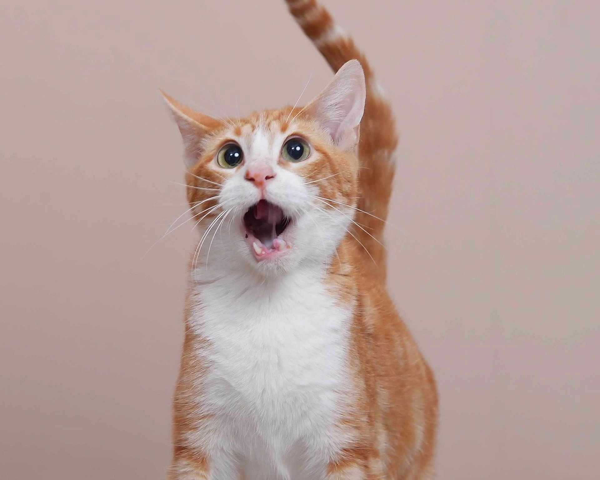 Lucky joined the competition — help win amazing prizes! cat, orange_cat, white_fur, wide_eyes, open_mouth, curious, pet, animal, whiskers, tail_up, indoor, feline, cute, surprised, portrait, closeup, fur, domestic_cat, alert, standing