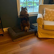 Piper is registered to the contest to win money with this photo: animal, armchair, cozy, curiosity, dog, dog_bed, finger, floor, furniture, garbage_truck, house, indoor, pet, pillow, room, snow, suburban, window, winter, wood_floor