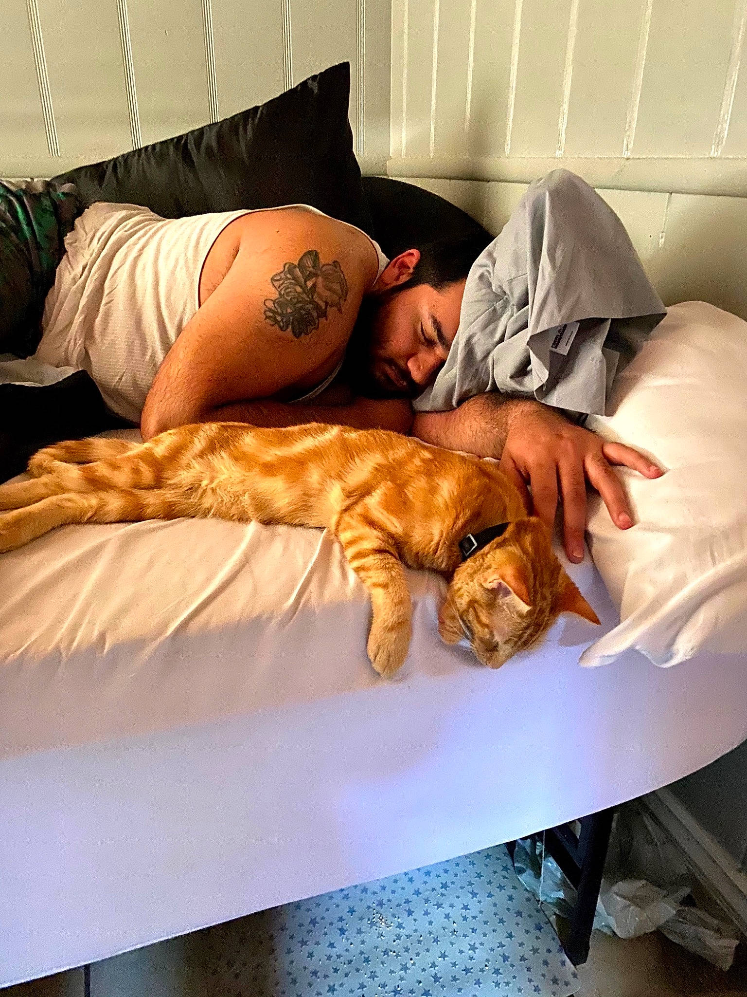 Donut joined the competition — help win amazing prizes! bed, bed_sheet, bedding, bedroom, blanket, carnivore, cat, comfort, duvet, elbow, felidae, linens, mammal, mattress, nap, room, sleep, small_to_medium_sized_cats, textile, wrist