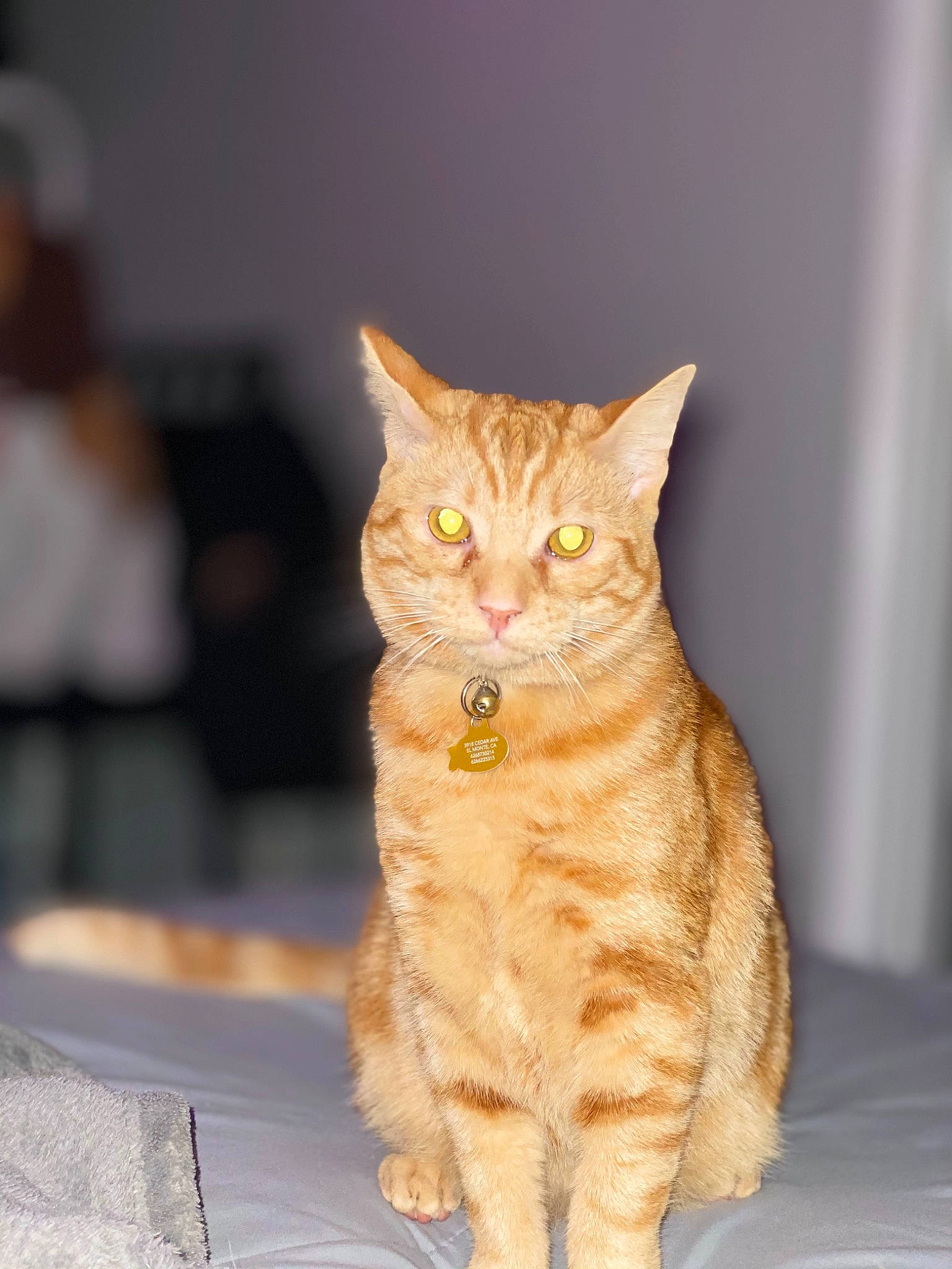 Donut is registered to the contest to win money with this photo: beige, carnivore, cat, domestic_short_haired_cat, fawn, felidae, fur, orange, paw, peach, small_to_medium_sized_cats, snout, tabby_cat, tail, terrestrial_animal, toe, vertebrate, whiskers