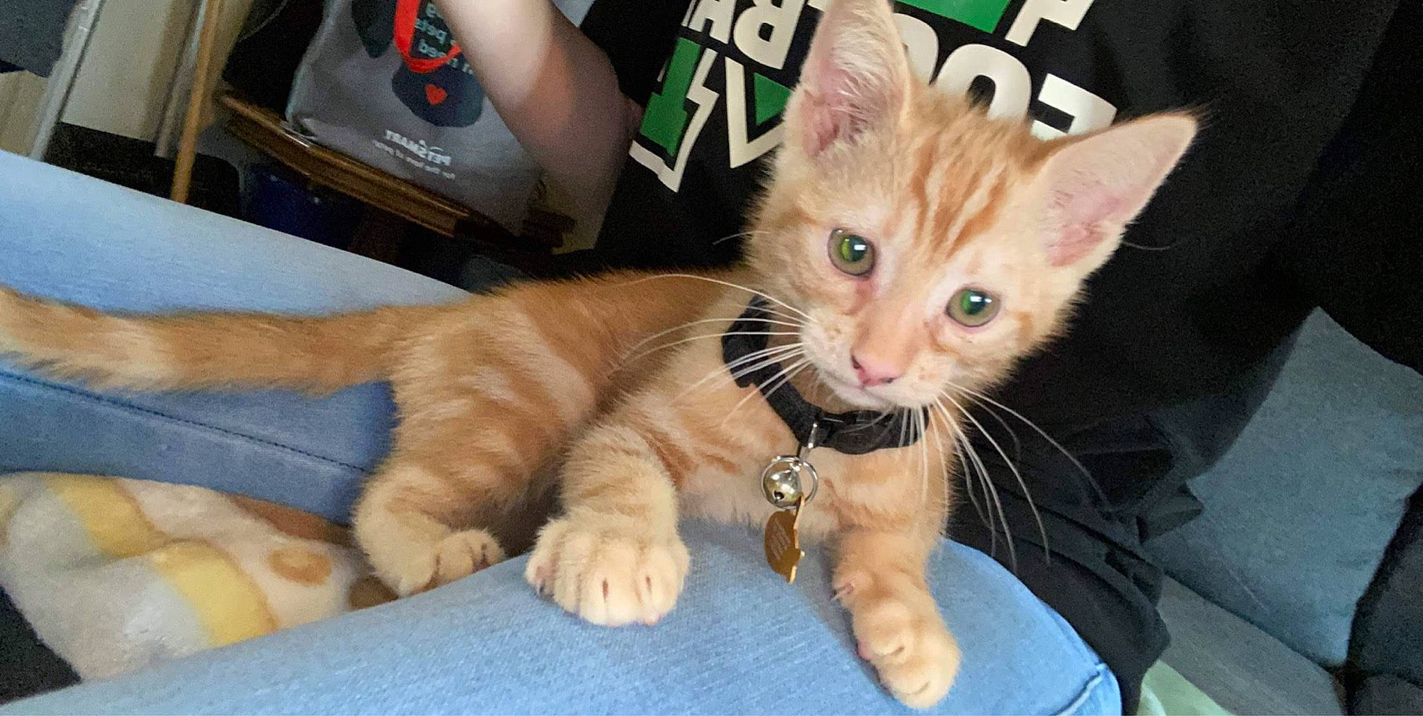 Donut is registered to the contest to win money with this photo: carnivore, cat, claw, collar, comfort, felidae, foot, fur, kitten, paw, pet_supply, small_to_medium_sized_cats, snout, tail, toe, vertebrate, whiskers