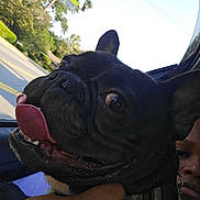 Gotti Bambino joined the competition — help win amazing prizes! animal, black_dog, car, close_up, collar, daytime, dog, face, french_bulldog, hand, happy, outdoor, person, pet, road_sign, street, tongue_out, transportation, trees, window
