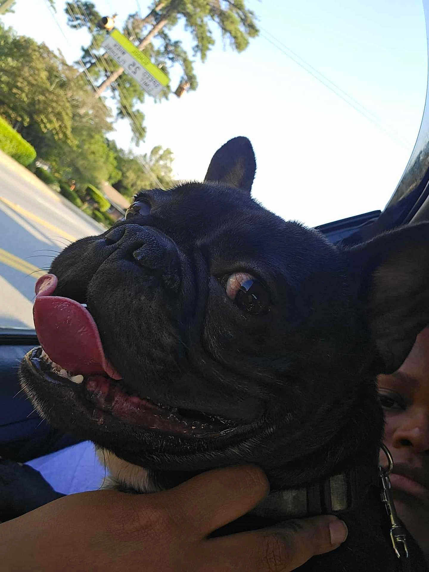 Gotti Bambino joined the competition — help win amazing prizes! animal, black_dog, car, close_up, collar, daytime, dog, face, french_bulldog, hand, happy, outdoor, person, pet, road_sign, street, tongue_out, transportation, trees, window