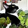 Pistachio joined the competition — help win amazing prizes! cat, black_and_white, whiskers, green_leaves, indoor, plant, feline, close_up, eyes, pet, domestic_animal, curious, nature, texture, background, wall_art, colorful, soft_focus, room, cozy