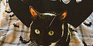 Pistachio is registered to the contest to win money with this photo: cat, black_cat, white_paws, bat_wings, bed, blanket, bat_pattern, indoor, pet, animal, cute, costume, halloween, feline, whiskers, yellow_eyes, cozy, fur, resting, curious