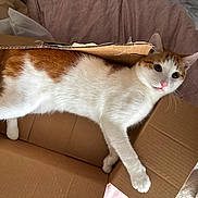 Gizmo is registered to the contest to win money with this photo: cat, orange_and_white, cardboard_box, pet, indoor, relaxed, feline, animal, cozy, cushion, brown, wide_eyes, whiskers, floor, remote_control, curious, lying_down, domestic_animal, soft_texture, home