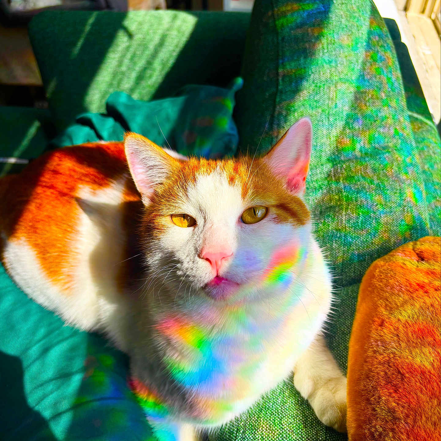 Gizmo