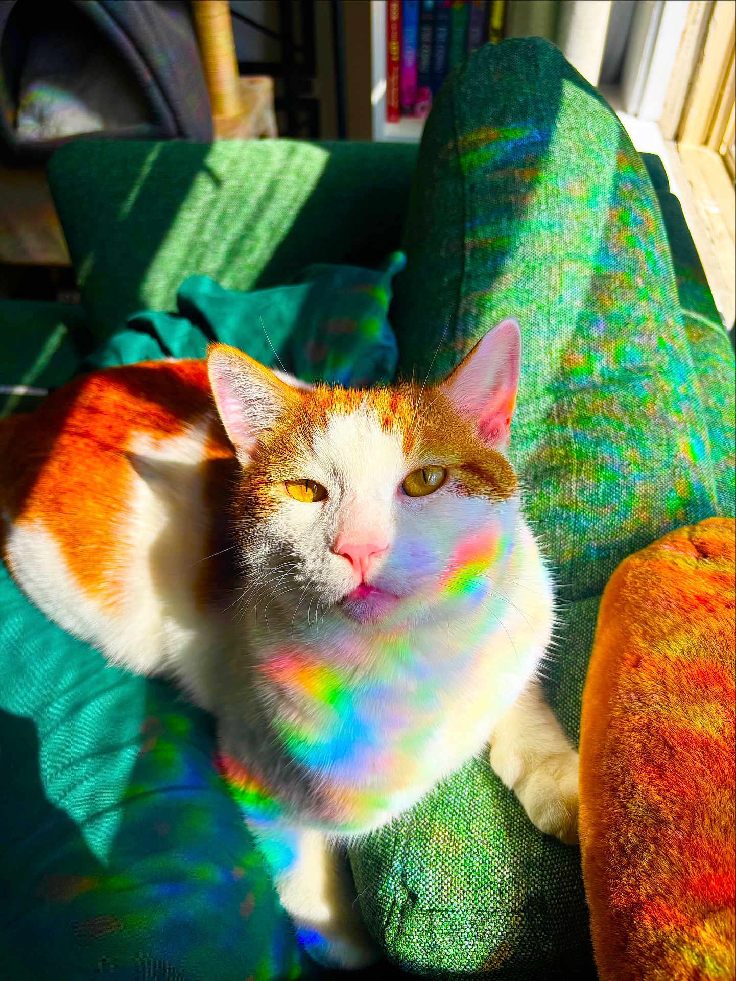 Gizmo