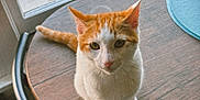 Gizmo joined the competition — help win amazing prizes! cat, orange_and_white, table, window, indoor, pet, animal, curious, sitting, wooden_table, tail, paw, face, ears, eye_contact, daylight, street, car, palm_tree, cozy