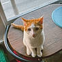 cat, orange_and_white, table, window, indoor, pet, animal, curious, sitting, wooden_table, tail, paw, face, ears, eye_contact, daylight, street, car, palm_tree, cozy