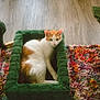 Gizmo joined the competition — help win amazing prizes! cat, orange_and_white_cat, pet_bed, green_bed, plush_bed, shaggy_rug, colorful_rug, wooden_floor, indoor, pet, relaxing, feline, animal, resting, cozy, home, domestic_cat, fur, cute, comfortable