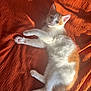 Gizmo joined the competition — help win amazing prizes! kitten, cat, orange, white, fur, paw, paw_pads, bed, blanket, texture, sunlight, shadow, cute, pet, animal, relaxed, lying_down, indoor, whiskers, ears