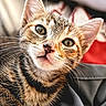 cat, kitten, tabby, close_up, fur, whiskers, ears, eyes, pet, animal, cute, curious, soft, indoor, portrait, feline, young, mammal, relaxed, adorable