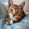 cat, kitten, tabby, animal, pet, feline, whiskers, ears, paw, blue_blanket, cute, young, fur, domestic, portrait, resting, indoor, closeup, soft, curious