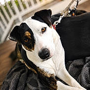 Buttons is registered to the contest to win money with this photo: dog, pet, animal, black_and_white, brown_eyes, blanket, porch, leash, collar, fur, curious, relaxed, close_up, outdoor, wooden_floor, canine, resting, portrait, domestic_animal, friendly