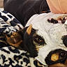dog, pet, animal, blanket, patterned_blanket, lying_down, upside_down, teeth, smiling, close_up, brown_eyes, fur, black_fur, white_fur, tan_fur, cute, cozy, indoor, relaxed, playful