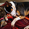 dog, cat, sleeping, blanket, indoor, resting, pet, animal, cozy, friendship, fur, collar, brown, black, white, tabby, relaxed, cute, companion, nap