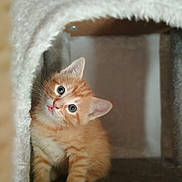 Icarus A.k.a Icky is registered to the contest to win money with this photo: animal, blue_eyes, carpeted, cat, cat_condo, curious, cute, ears, feline, fluffy, head_tilt, indoor, kitten, looking_up, orange_tabby, paws, pet, small, whiskers, young