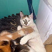 Kitty Cat is registered to the contest to win money with this photo: cat, kitten, mother_cat, animal, pet, feline, nursing, hugging, cozy, box, cardboard, cushion, indoor, family, cute, fur, resting, sleeping, green_eyes, closeup