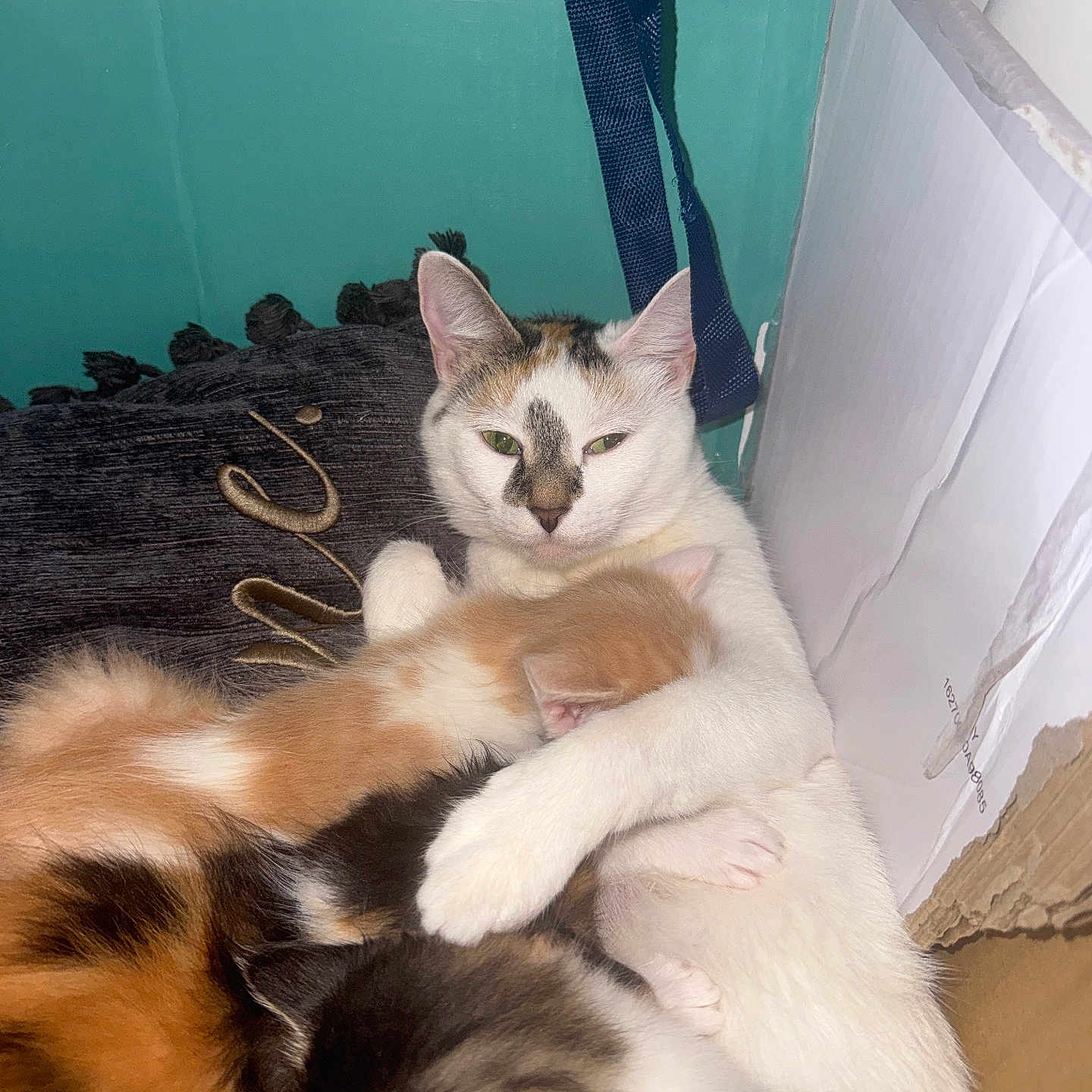 Kitty Cat is registered to the contest to win money with this photo: cat, kitten, mother_cat, animal, pet, feline, nursing, hugging, cozy, box, cardboard, cushion, indoor, family, cute, fur, resting, sleeping, green_eyes, closeup