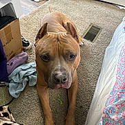 Buck is registered to the contest to win money with this photo: dog, brown_dog, carpet, indoor, towel, cardboard_box, bed, blanket, floor, pet, animal, clutter, paw, ears, snout, looking, resting, home, furniture, canine