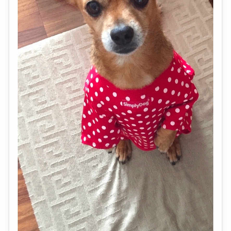 Monty joined the competition — help win amazing prizes! accessories, animal, bandana, canine, chihuahua, cockerspaniel, dog, envelope, greetingcard, headband, homedecor, hound, linen, pattern, pet, puppy, strap, terrier, text, wood