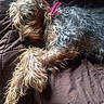 animal, brown_blanket, canine, close_up, companion, cozy, curly_fur, cute, dog, domestic_animal, fur_texture, indoors, mammal, napping, paw, pet, pink_collar, relaxation, resting, sleeping