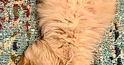 Sophie joined the competition — help win amazing prizes! kitten, cat, ginger_cat, fluffy, fur, sleeping, relaxed, upside_down, belly, paws, tail, whiskers, ears, animal, pet, rug, carpet, patterned, indoor, cute