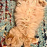 kitten, cat, ginger_cat, fluffy, fur, sleeping, relaxed, upside_down, belly, paws, tail, whiskers, ears, animal, pet, rug, carpet, patterned, indoor, cute