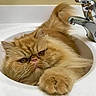 Sophie joined the competition — help win amazing prizes! cat, orange_cat, fluffy, long_hair, persian_cat, furry, pet, animal, sink, bathroom, faucet, indoors, white_sink, lying_down, paws, whiskers, grumpy, portrait, close_up, adorable