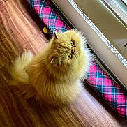 Sophie joined the competition — help win amazing prizes! cat, persian_cat, fluffy, long_hair, golden, orange, feline, pet, animal, sitting, indoors, wooden_floor, window, blinds, sunlight, plaid, draft_stopper, cozy, portrait, whiskers