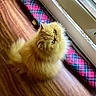 cat, persian_cat, fluffy, long_hair, golden, orange, feline, pet, animal, sitting, indoors, wooden_floor, window, blinds, sunlight, plaid, draft_stopper, cozy, portrait, whiskers